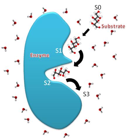 figure-schematic-representation-of-the-kinetic-pathway-of-the-substrate-diffusing-from-solvent-to-the-catalytic-binding-mode