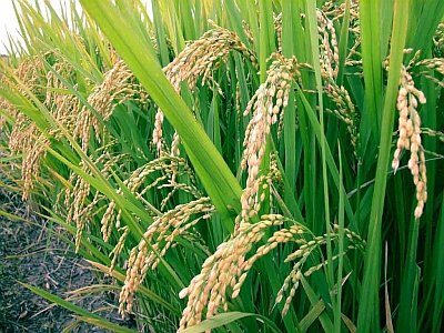 BIOTEC collaborates with other Thai universities to develop a new variety of glutinuous rice with resistance to both blast and blight