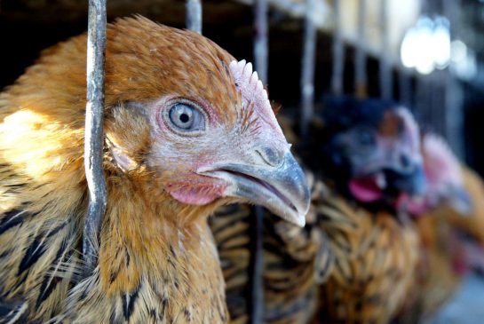 China's National Poultry Industry estimated that the sector has lost more than US$3 billion so far this year