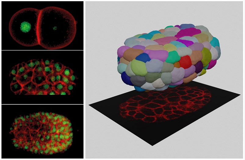 Image Caption: Examples of 3D projection of cell images (left) and segmentation results (right)