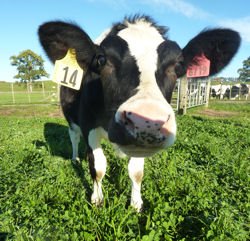 Daisy was produced by scientists at AgResearch's Ruakura campus