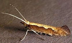 Decoding of Diamondback Moth's (DBM) genome sequence will help in its pest management