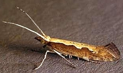 Decoding of Diamondback Moth's (DBM) genome sequence will help in its pest management