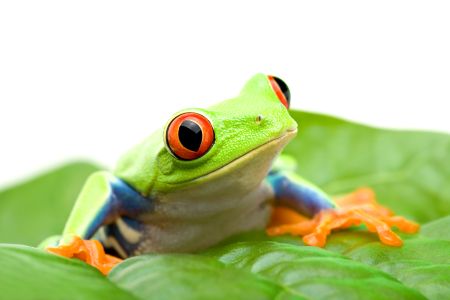 A team of scientists in Australia are working to revive Rheobatrachus silus, now an extinct species of frog