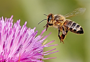 Good news for European honeybees - Syngenta and Bayer CropScience develop action plan to counter risk to bee health from neonicotinoid pesticides