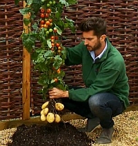 Good news for french fry and ketch-up lovers - Thompson & Morgan's TomTato hybrid can produce both tomato and potato on the same plant (Image source: Thompson & Morgan)