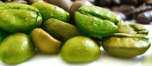 Green coffee bean contains higher amount of chlorogenic acid