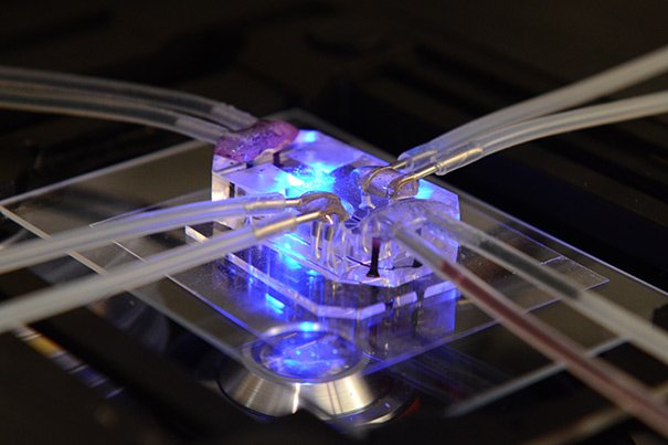 Lung Chip: These devices consist of a clear flexible polymer containing hollow microfluidic channels lined by living human cells. Image courtesy: Wyss Institute