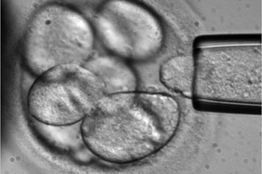Orcell can heal damaged tissue using muscle stem cells
