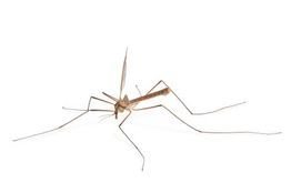 Predicting Infectious Disease Scalable Model (PRISM) - A new tool in the fight against dengue by the Johns Hopkins University Applied Physics Laboratory (APL) and the Department of Defense (DoD), US
