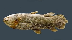 Scientists at A*STAR's Institute of Molecular and Cell Biology (IMCB) and across the world join hands to crack the genomic code of African coelacanth