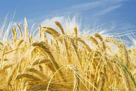 There is a need to increase farm productivity and profitability in India