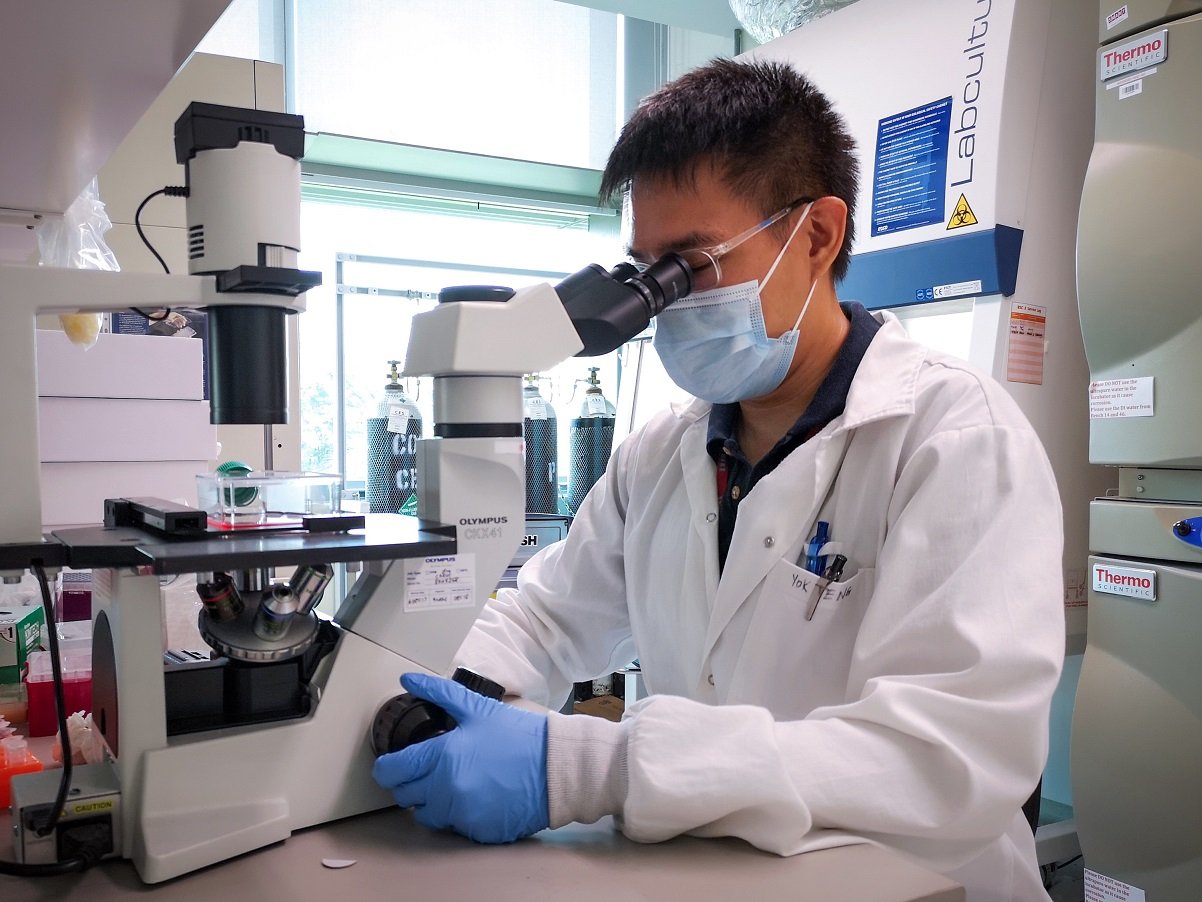 Image Caption: SMART AMR researcher Yok Teng Chionh evaluating cells producing TY014 antibody