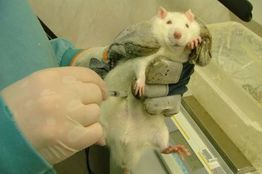 Sucess of stem cell transplant in mice may hold promise for people with amyotrophic lateral sclerosis (ALS), or Lou Gehrig's disease