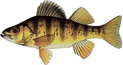 Sweden's Umea University conducts ground breaking ecological research by feeding sleeping pills to perch fish