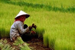 Thailand's new certified rice variety is suitable for rainfed lowland ecosystem and irrigated land