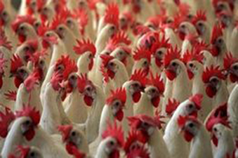 In 2014, Japan registered three avian flu outbreaks that led to slaying of around 150 thousand hens